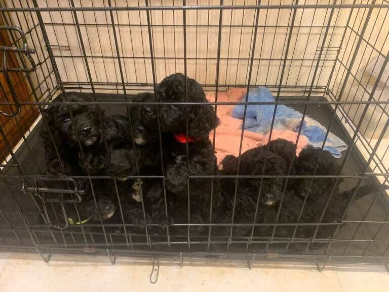 Cockapoo Puppies For Sale