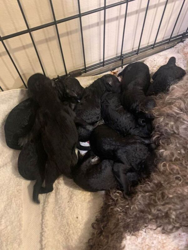 Cockapoo puppies for sale in Coleford, Gloucestershire – 5 weeks old - Image 2 of 6