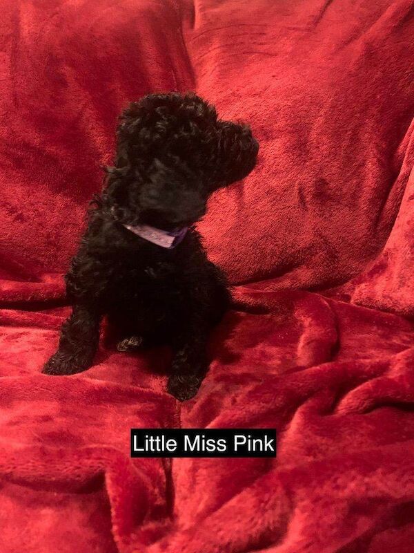 Cockapoo puppies for sale in Coleford, Gloucestershire – 5 weeks old - Image 3 of 6