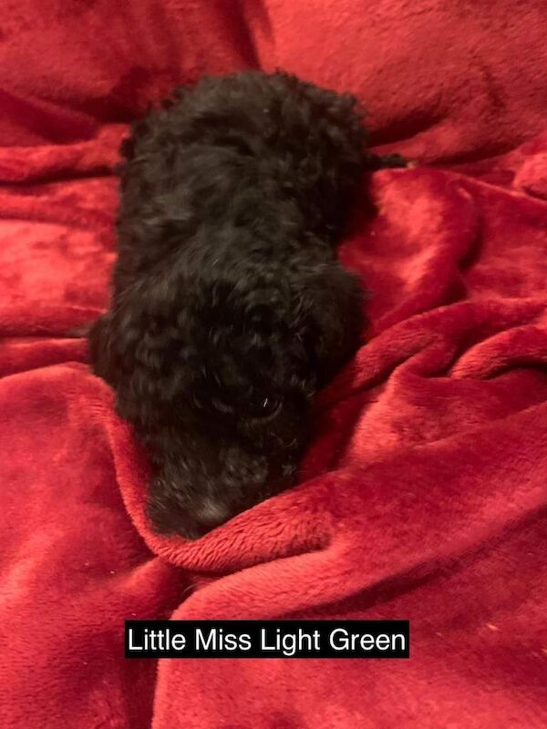 Cockapoo puppies for sale in Coleford, Gloucestershire – 5 weeks old - Image 4 of 6