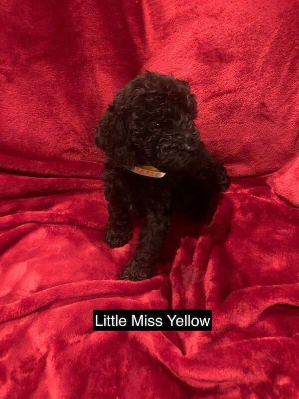 Cockapoo puppies for sale in Coleford, Gloucestershire – 5 weeks old - Image 5 of 6