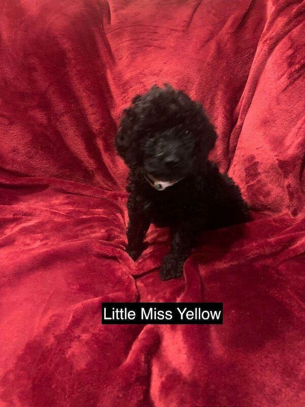 Cockapoo puppies for sale in Coleford, Gloucestershire – 5 weeks old - Image 6 of 6