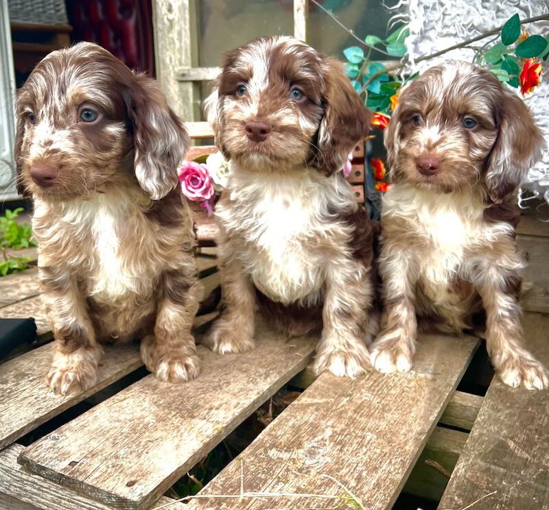 Rare Chocolate Merle Miniature Sproodles