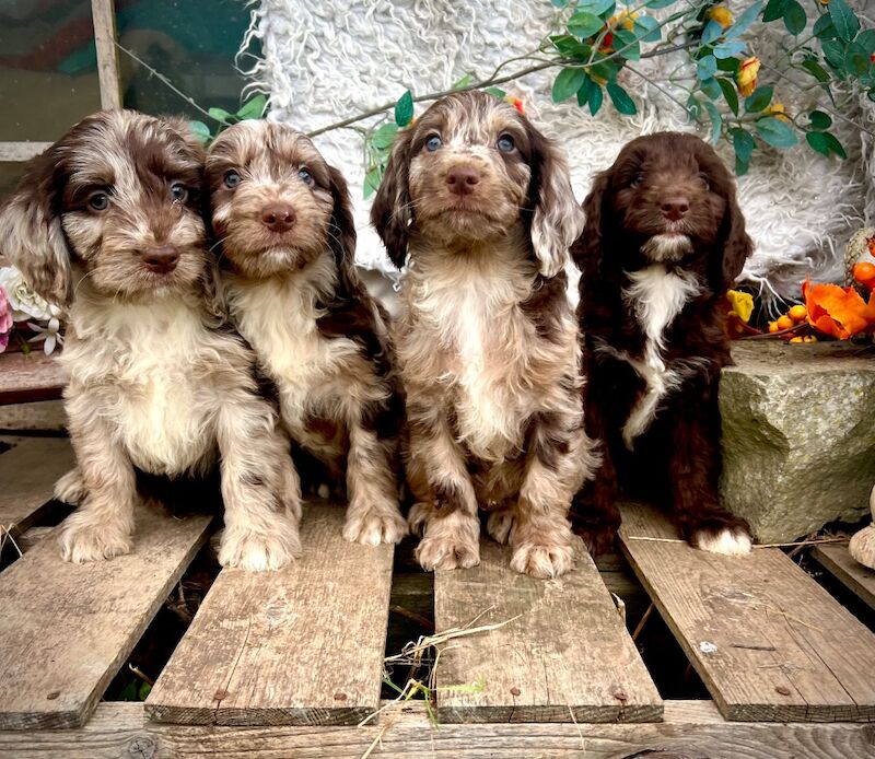 Rare Chocolate Merle Miniature Sproodles - Image 2 of 14