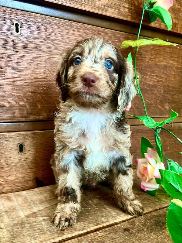 Rare Chocolate Merle Miniature Sproodles - Image 3 of 14