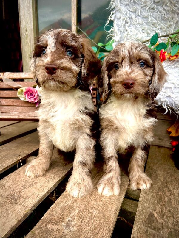 Rare Chocolate Merle Miniature Sproodles - Image 4 of 14