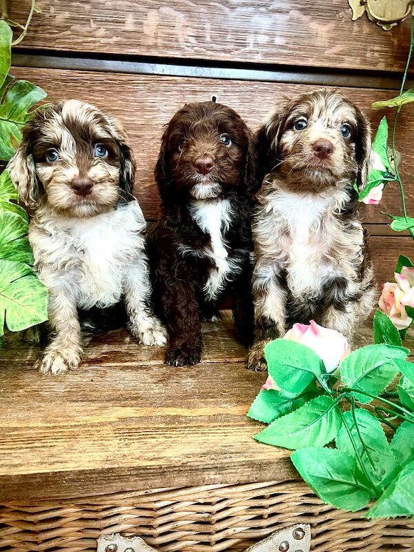Rare Chocolate Merle Miniature Sproodles - Image 5 of 14