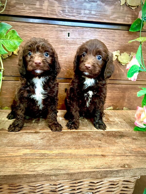 Rare Chocolate Merle Miniature Sproodles - Image 6 of 14