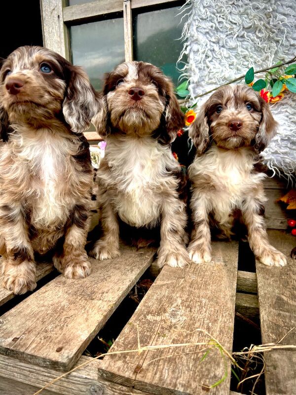 Rare Chocolate Merle Miniature Sproodles - Image 7 of 14