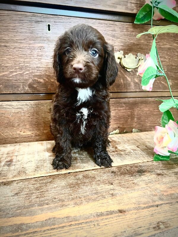 Rare Chocolate Merle Miniature Sproodles - Image 8 of 14