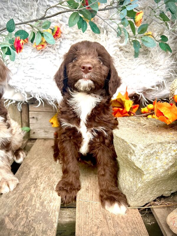 Rare Chocolate Merle Miniature Sproodles - Image 10 of 14