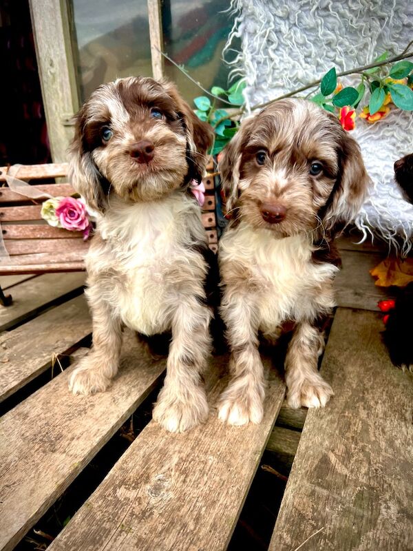 Rare Chocolate Merle Miniature Sproodles - Image 11 of 14
