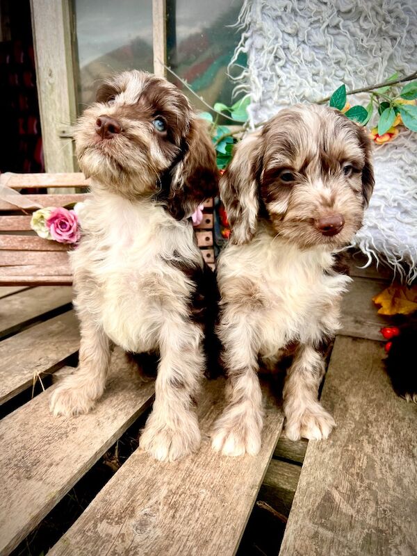 Rare Chocolate Merle Miniature Sproodles - Image 12 of 14