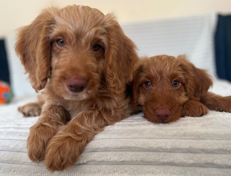 Cockapoo puppies for sale in Guildford, Surrey – KC registered, 11 weeks old