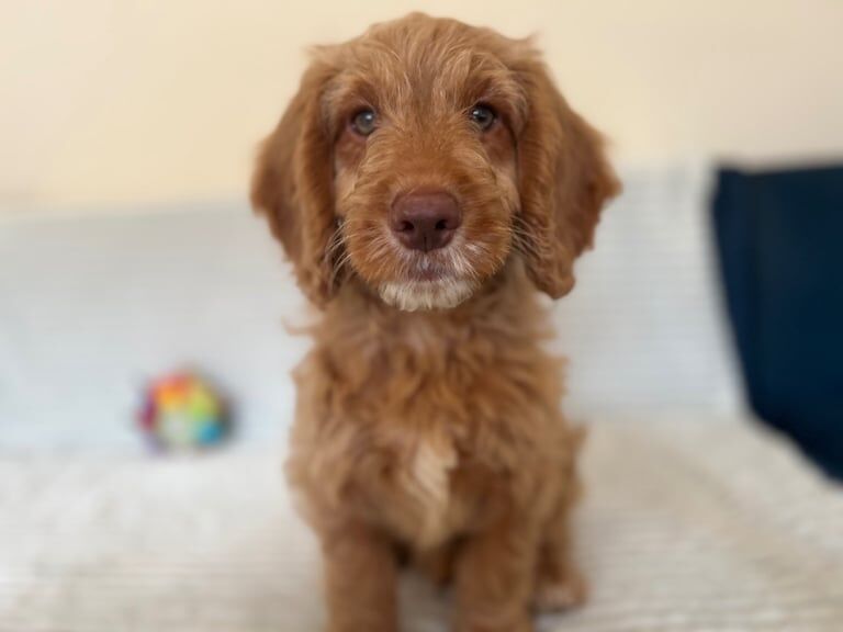 Cockapoo puppies for sale in Guildford, Surrey – KC registered, 11 weeks old - Image 2 of 3