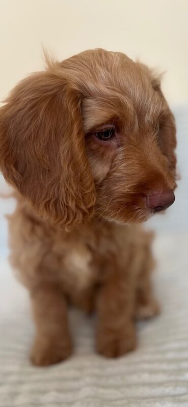 Cockapoo puppies for sale in Guildford, Surrey – KC registered, 11 weeks old - Image 3 of 3