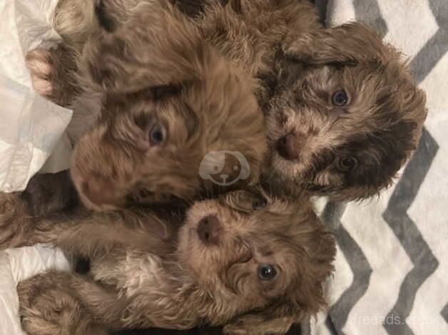 Cockapoo puppies for sale in Bromley, Greater London – 1 year old - Image 2 of 5