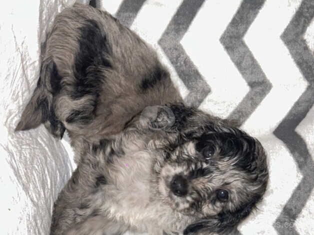 Cockapoo puppies for sale in Bromley, Greater London – 1 year old - Image 3 of 5