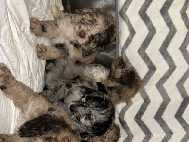 Cockapoo puppies for sale in Bromley, Greater London – 1 year old - Image 4 of 5