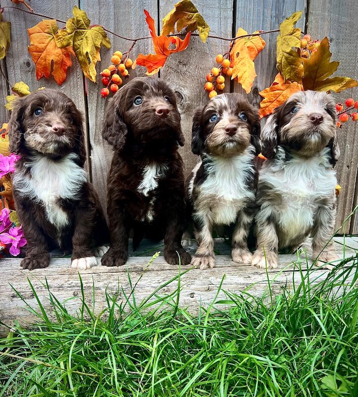 Rare Miniature Sproodle Doodles Chocolate and Merle