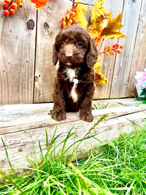 Rare Miniature Sproodle Doodles Chocolate and Merle - Image 2 of 11