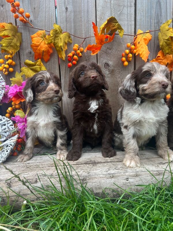 Rare Miniature Sproodle Doodles Chocolate and Merle - Image 3 of 11