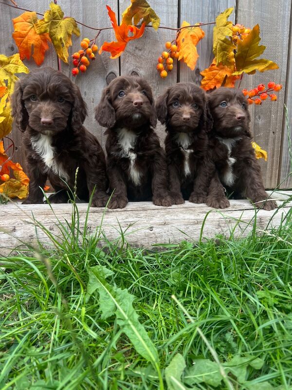 Rare Miniature Sproodle Doodles Chocolate and Merle - Image 4 of 11