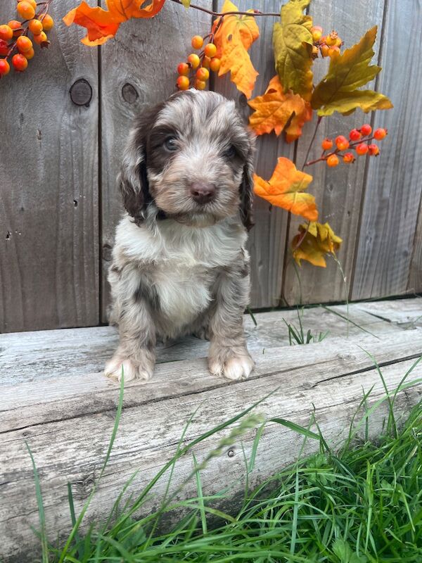 Rare Miniature Sproodle Doodles Chocolate and Merle - Image 6 of 11