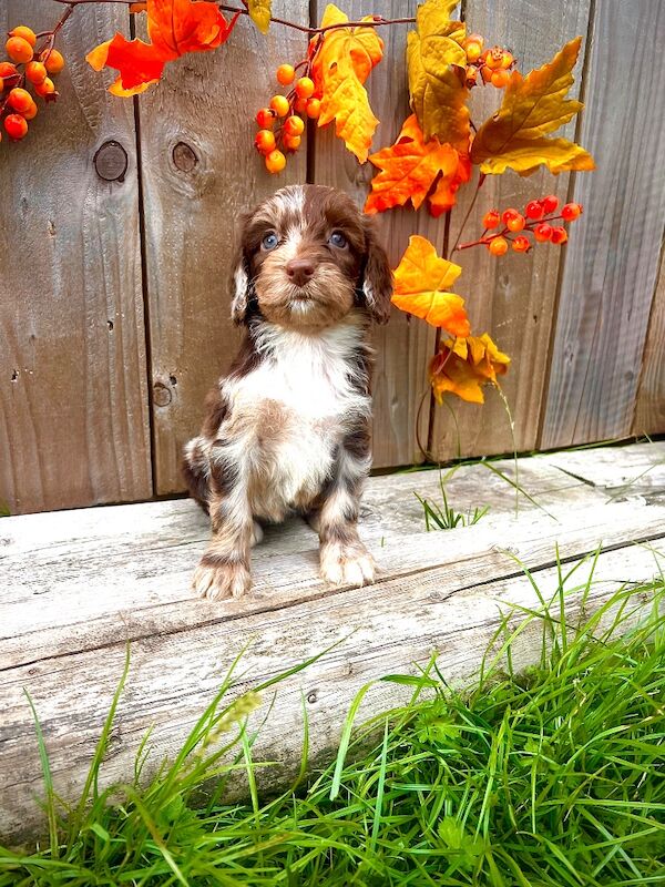 Rare Miniature Sproodle Doodles Chocolate and Merle - Image 7 of 11
