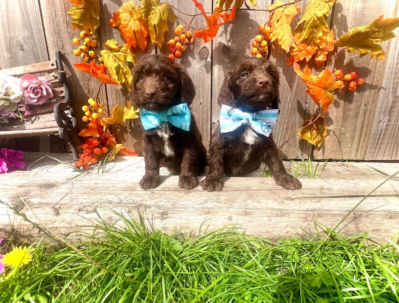 Rare Miniature Sproodle Doodles Chocolate and Merle - Image 8 of 11