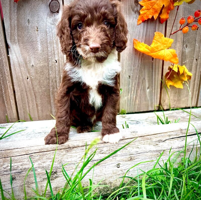 Rare Miniature Sproodle Doodles Chocolate and Merle - Image 9 of 11