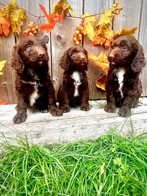 Rare Miniature Sproodle Doodles Chocolate and Merle - Image 10 of 11