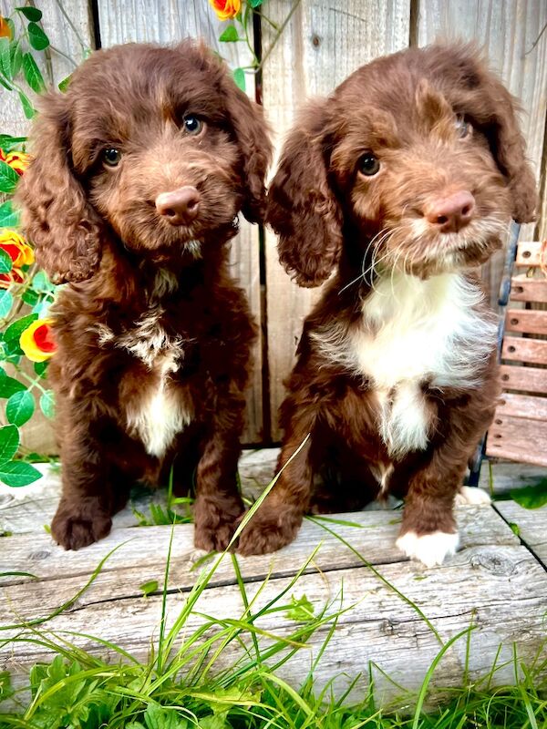 Miniature Cockapoo Puppies For Sale