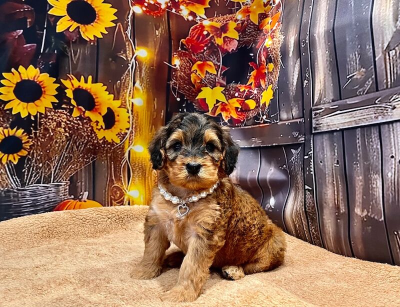 Cockapoo puppies for sale in Devon – 5 weeks old