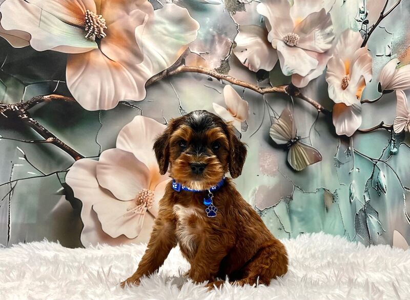 Cockapoo puppies for sale in Devon – 6 weeks old