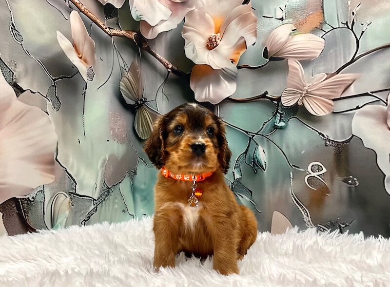 Cockapoo puppies for sale in Devon – 6 weeks old