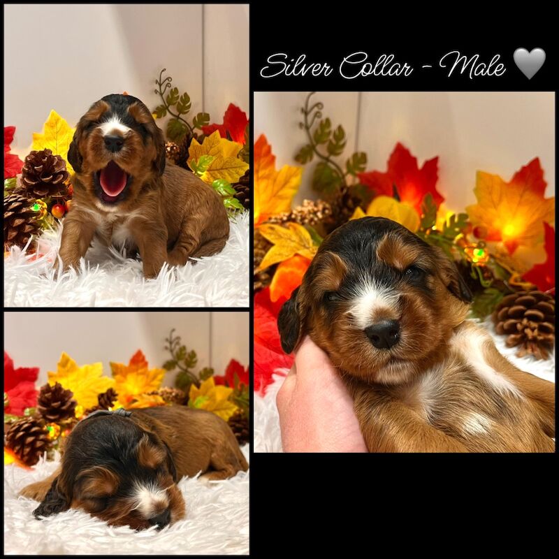 Cockapoo puppies for sale in Devon – 3 weeks old