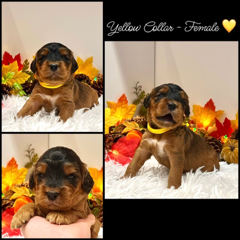 Cockapoo puppies for sale in Devon – 3 weeks old - Image 2 of 14