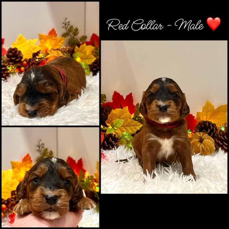 Cockapoo puppies for sale in Devon – 3 weeks old - Image 3 of 14