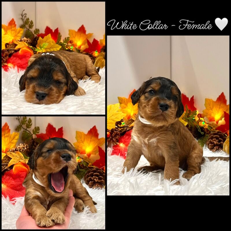 Cockapoo puppies for sale in Devon – 3 weeks old - Image 4 of 14
