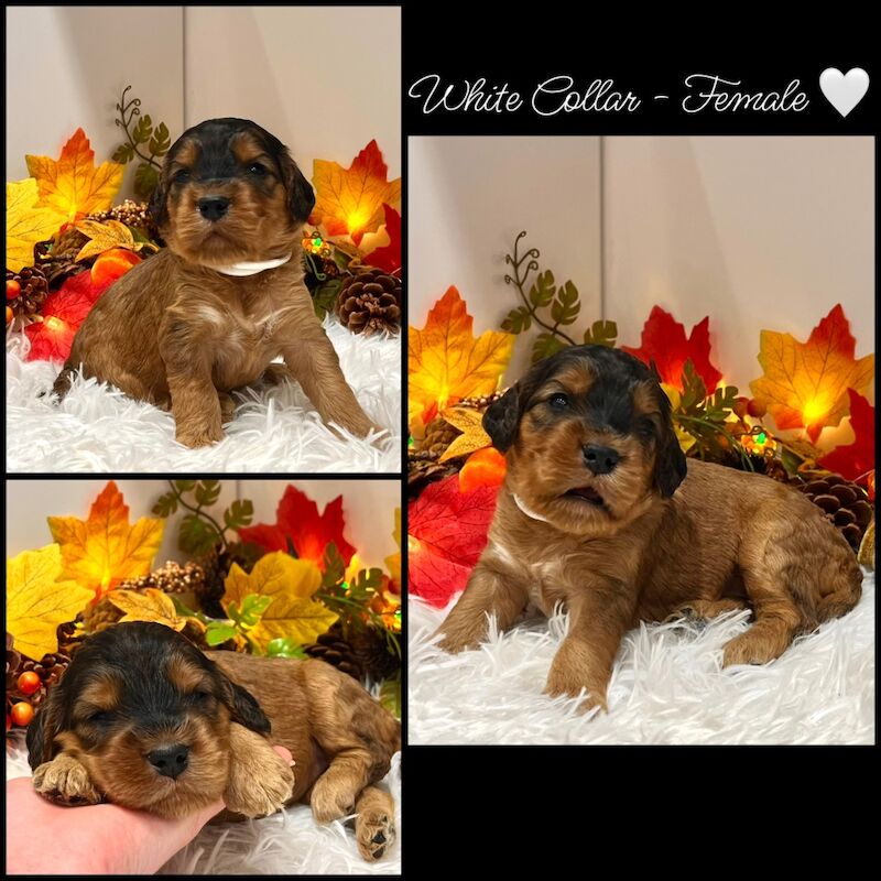 Cockapoo puppies for sale in Devon – 3 weeks old - Image 5 of 14