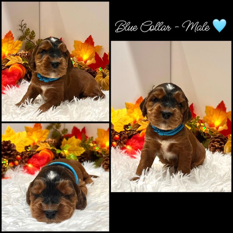 Cockapoo puppies for sale in Devon – 3 weeks old - Image 6 of 14