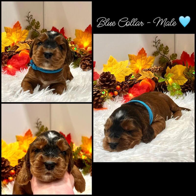 Cockapoo puppies for sale in Devon – 3 weeks old - Image 7 of 14