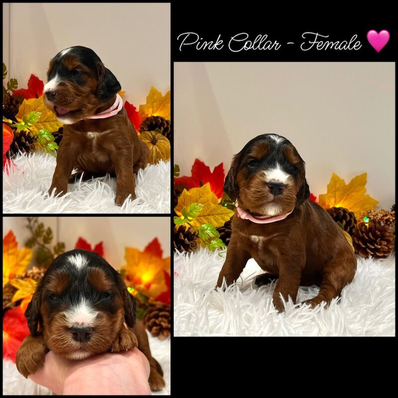 Cockapoo puppies for sale in Devon – 3 weeks old - Image 8 of 14