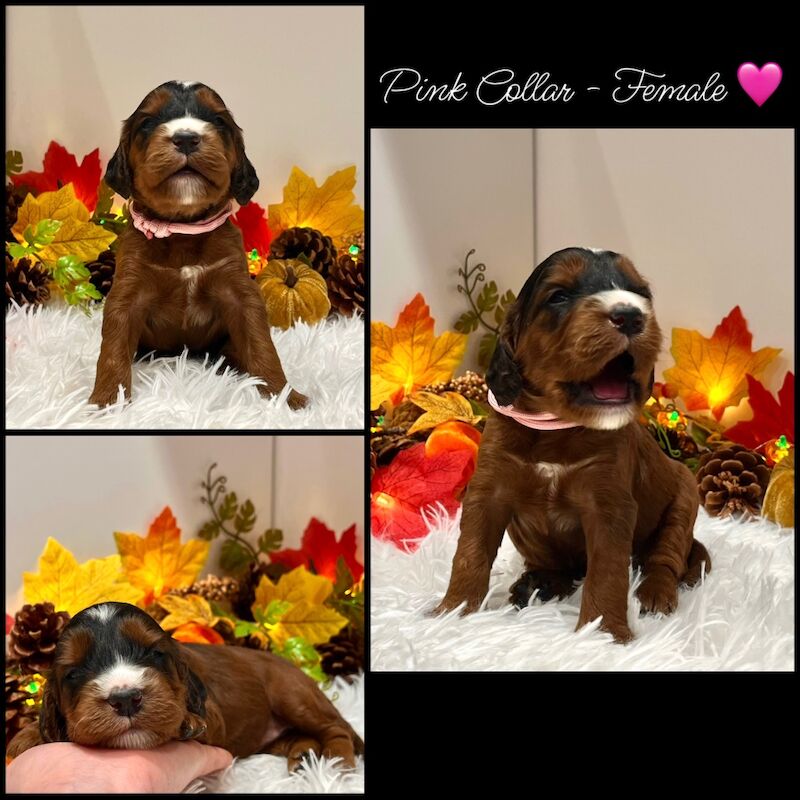 Cockapoo puppies for sale in Devon – 3 weeks old - Image 9 of 14