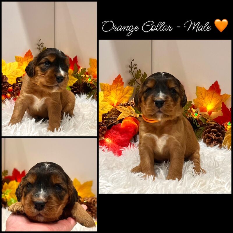 Cockapoo puppies for sale in Devon – 3 weeks old - Image 10 of 14