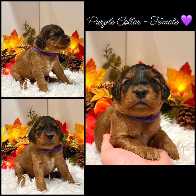 Cockapoo puppies for sale in Devon – 3 weeks old - Image 13 of 14