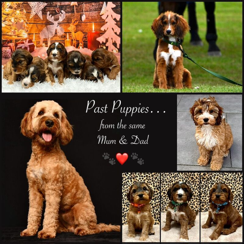 Cockapoo puppies for sale in Devon – 3 weeks old - Image 14 of 14