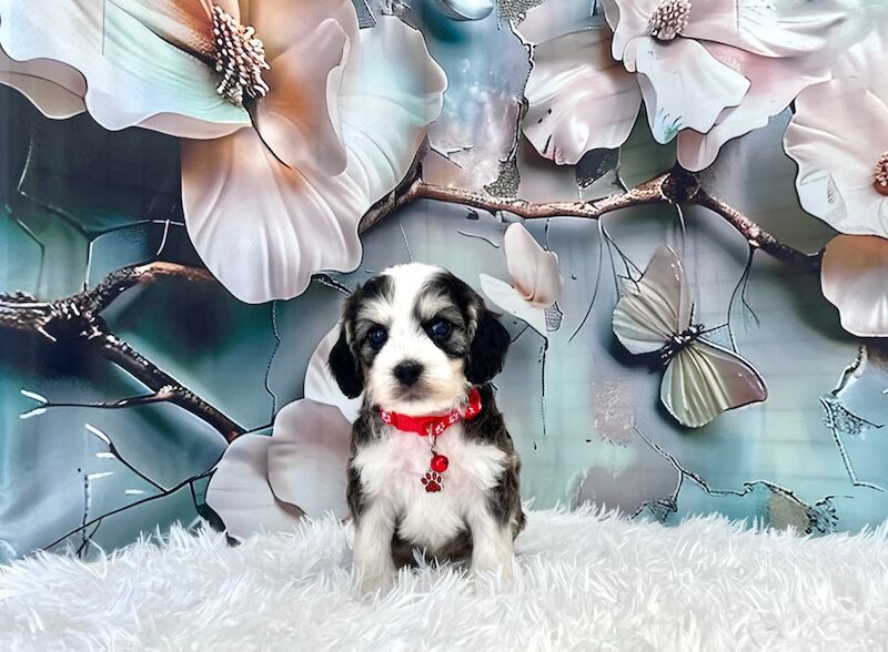 Cockapoo puppies for sale in Newton Abbot, Devon – 5 weeks old