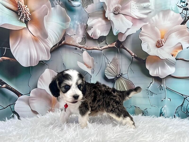 Cockapoo puppies for sale in Newton Abbot, Devon – 5 weeks old - Image 2 of 15